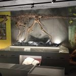 Muzeum Paleontologiczne w Lisowicach